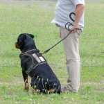 Haapaw Tactical Dog Harness for Large Breeds