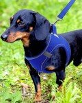 Joytale Reflective Step-In Dog Harness for Small Dogs