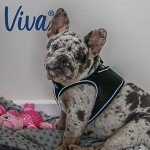 PETBLIS Medium Black Mesh Dog Harness