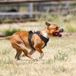 PoyPet No-Pull Reflective Dog Harness for Medium Dogs