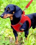 Joytale Soft Mesh Step-In Harness for Dogs