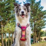 Embark Urban Dog No Pull Harness for Small Dogs