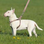 Reflective Adjustable Dog Harness for All Sizes