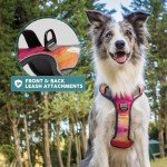 Embark Urban Dog No Pull Harness for Small Dogs
