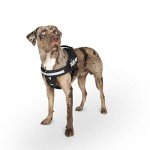 Julius-K9 IDC Powerharness, Black Dog Harness, Size M