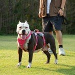 Huntboo Escape Proof Adjustable Dog Harness - Medium
