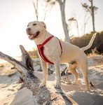 EzyDog Adjustable No-Pull Harness for All Dogs