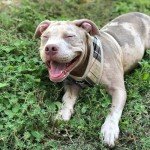 PUPTECK Soft Mesh Dog Harness and Leash Set