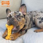 Nylabone Cheese Flavor Power Chew Toy for Dogs