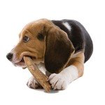 Nylabone Wild Antler Venison Flavor Dog Chews