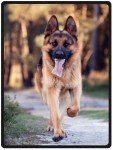 Cozy Fleece Blanket for German Shepherds - 80x120 cm