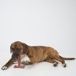 Bam-Bones T-Bone Chew Toy for Dogs