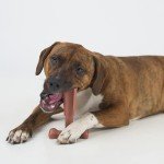 Bam-Bones T-Bone Chew Toy for Dogs