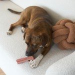 Bam-Bones T-Bone Chew Toy for Dogs