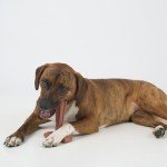 Bam-Bones T-Bone Chew Toy for Dogs