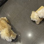 Personalized Natural Wood Dog Feeding Mat 30x20cm