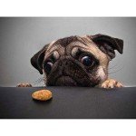 Adorable Pug Dog Portrait Art Print 12x16 Inch