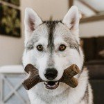 Bacon-Flavored Durable Dog Chews 3-Pack