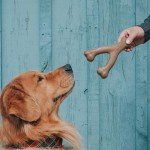 Bacon-Flavored Durable Dog Chews 3-Pack