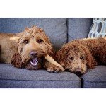 Petstages Dogwood Small Durable Chew Toy