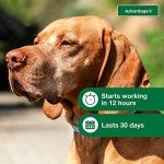 Advantage II Large Dog Flea Treatment 4-Month Supply