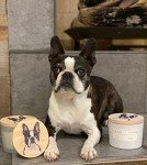 Island Orchid Scented Candle for Dog Lovers