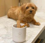 Island Orchid Scented Candle for Dog Lovers