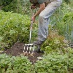 Spear & Jackson Stainless Steel Digging Fork