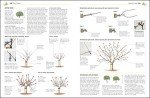 RHS Pruning Guide: Tips for 800 Plants