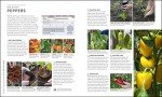 RHS Veg Patch Guide: Grow Fruit and Veg Easily