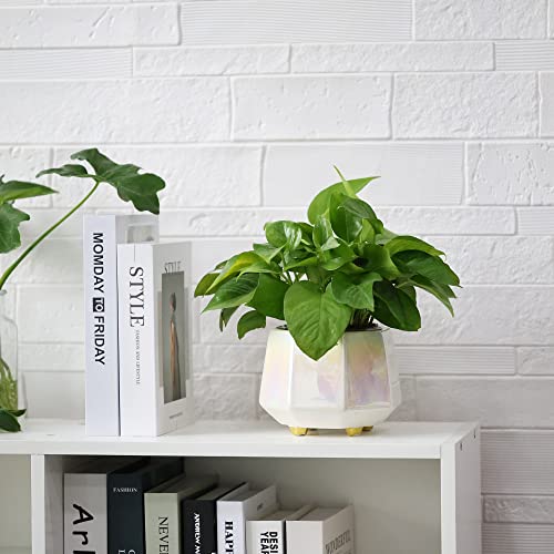 Minimalist Ceramic Plant Pots with Drainage Holes