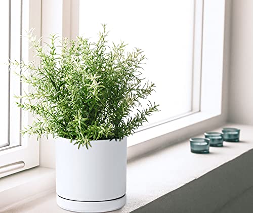 D'vine Dev 6-Inch White Ceramic Planter Pot