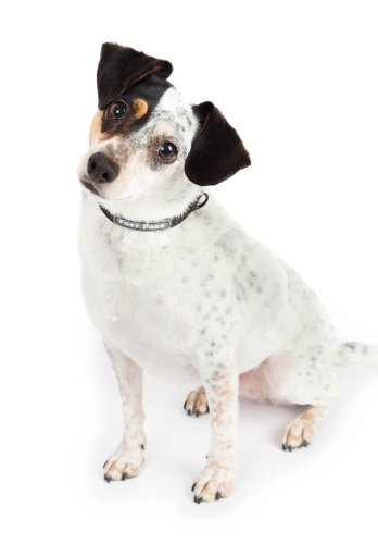 TSA Fast Pass Collar Leash Set - Small