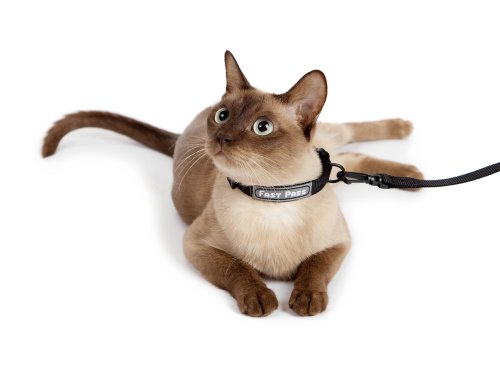 TSA Fast Pass Collar Leash Set - Small