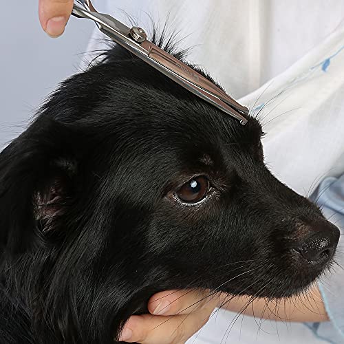 Chibuy Professional Pet Grooming Scissors with Round Tip 4CR Stainless Steel Pet Straight Cut for Dogs and Cats, Professional Grooming Tool