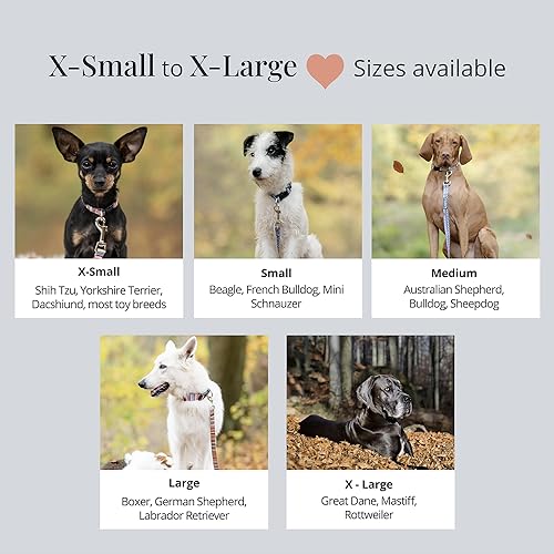 Lucky Love Dog Combo Set, Floral Dog Collar and Leash Set for Small Dogs, Cute Girl Matching Collar & Leash Set, Part of Purchase Donated to Rescue (Ladybird Combo, Small)