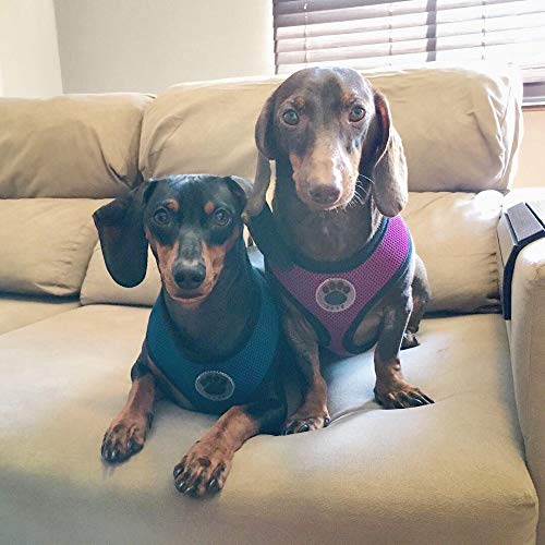 WONDERPUP Soft Mesh Dog Harness No Pull Walking Comfort Padded Vest Harnesses Adjustable Purple XS