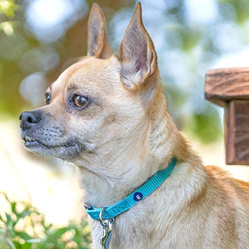 Blueberry Pet Essentials 21 Colors Classic Dog Collar, Baby Pink, Small, Neck 12"-16", Nylon Collars for Dogs