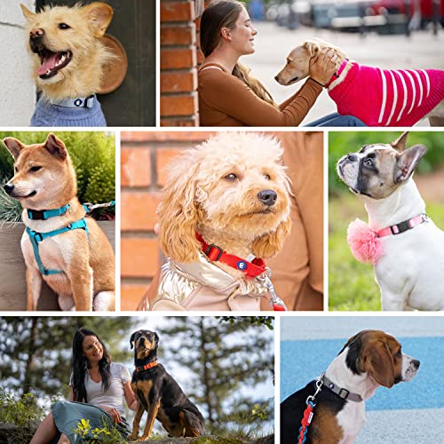 Blueberry Pet Essentials 21 Colors Classic Dog Collar, Rouge Red, Medium, Neck 14.5"-20", Nylon Collars for Dogs