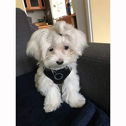 WONDERPUP Soft Mesh Dog Harness No Pull Walking Comfort Padded Vest Harnesses Adjustable Black L