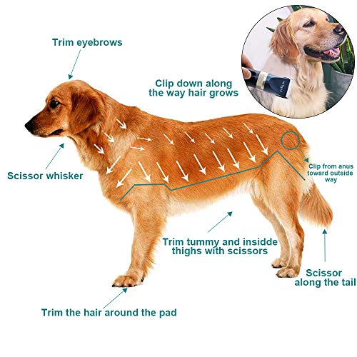 AngFan Dog Clippers for Grooming 16pcs Dog Grooming Kit for Small Large Dogs Grooming Clippers Supplies Dog Hair Clippers Low Noise Profesional Pet Cat Shaver Cordless Rechargeable Trimmers for DogsÂ 