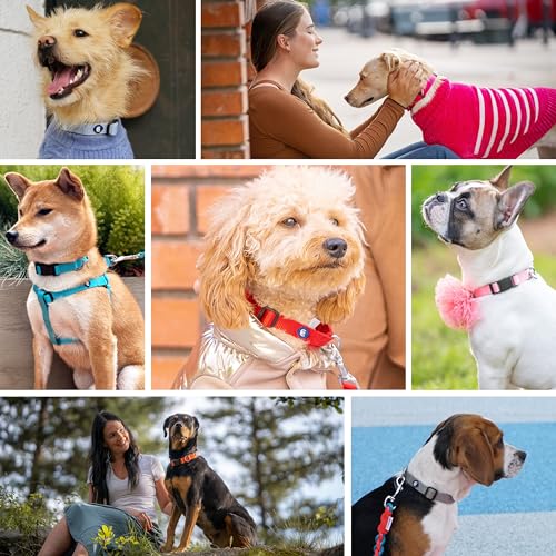 Blueberry Pet Essentials 21 Colors Classic Dog Collar, Emerald, Large, Neck 18"-26", Nylon Collars for Dogs