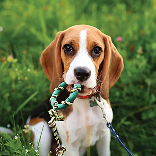 rocket & rex Dog Puppy Chew Toys. Puppy Teething Toys for Small to Medium Dogs. for Puppy Teething and Gums, Dog Teeth Cleaning. Durable, Healthy, Natural Rubber and Cotton Dog Chew Toys. 6 Toy Pack.