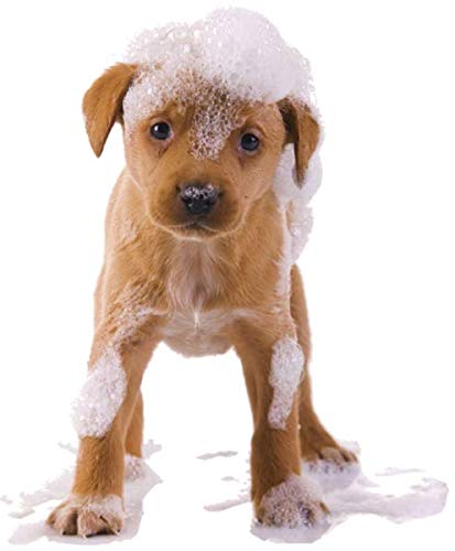 Organic Excellence Mild Dog Shampoo, Great for All Pets: Dogs, Puppies, Cats, Horses, Formulated for Sensitive Skin, Made with Aloe and Nourishing Botanicals - 16oz