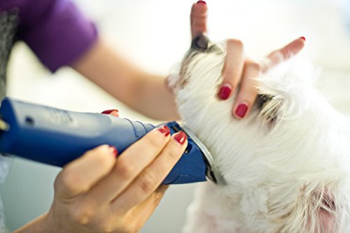 Andis UltraEdge Super 2-Speed Detachable Blade Clipper, Professional Animal/Dog Grooming, AGC2 (23275)