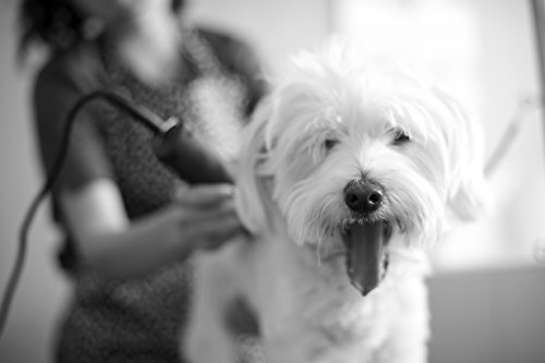 Andis UltraEdge Super 2-Speed Detachable Blade Clipper, Professional Animal/Dog Grooming, Spring Green, AGC2 (23290)