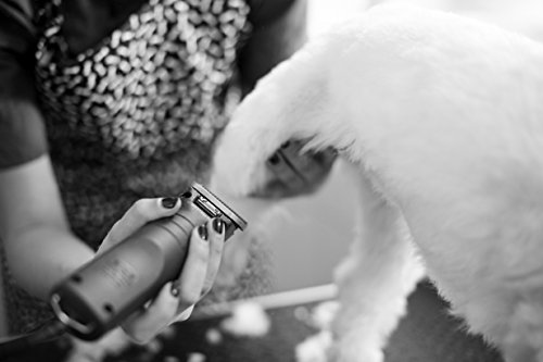 Andis UltraEdge Super 2-Speed Detachable Blade Clipper, Professional Animal/Dog Grooming, Spring Green, AGC2 (23290)