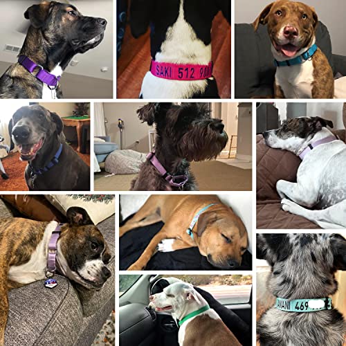 Blueberry Pet Essentials Martingale Safety Training Dog Collar, Neon Green, Small, Heavy Duty Nylon Adjustable Collars for Dogs