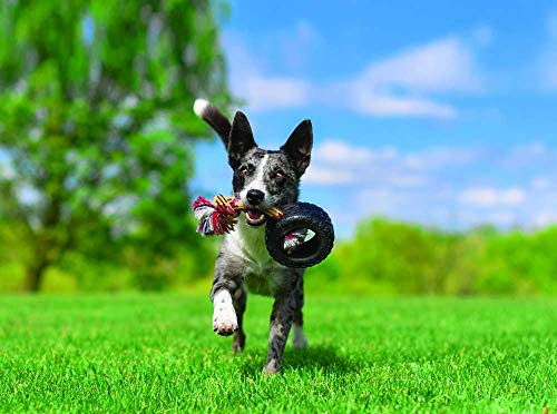 Mammoth TireBiterII with Cotton-Poly Rope â Natural Rubber Dog Toys for Extreme Chewers â Dog Toys for Extra Long Interactive Play â Aggressive Chewer Toys for Small - Medium Dogs - Medium 5â