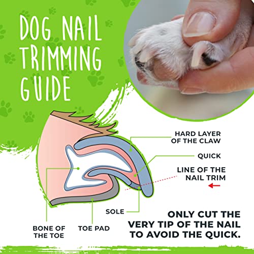Mighty Paw Dog Nail Clippers | Pet Nail Trimmers & Nail File Set Includes a Built-in Safety Guard to Avoid Cutting Too Short. Stainless Steel Blade & Ergonomic Handle. Vet Recommended. (Green)